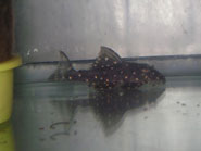 LDA-31 Mustard Spot Pleco